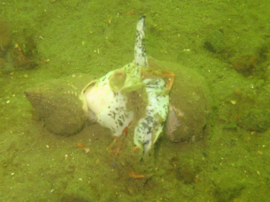 Dive Photos/2009-06 Loch Long/img_0541.jpg